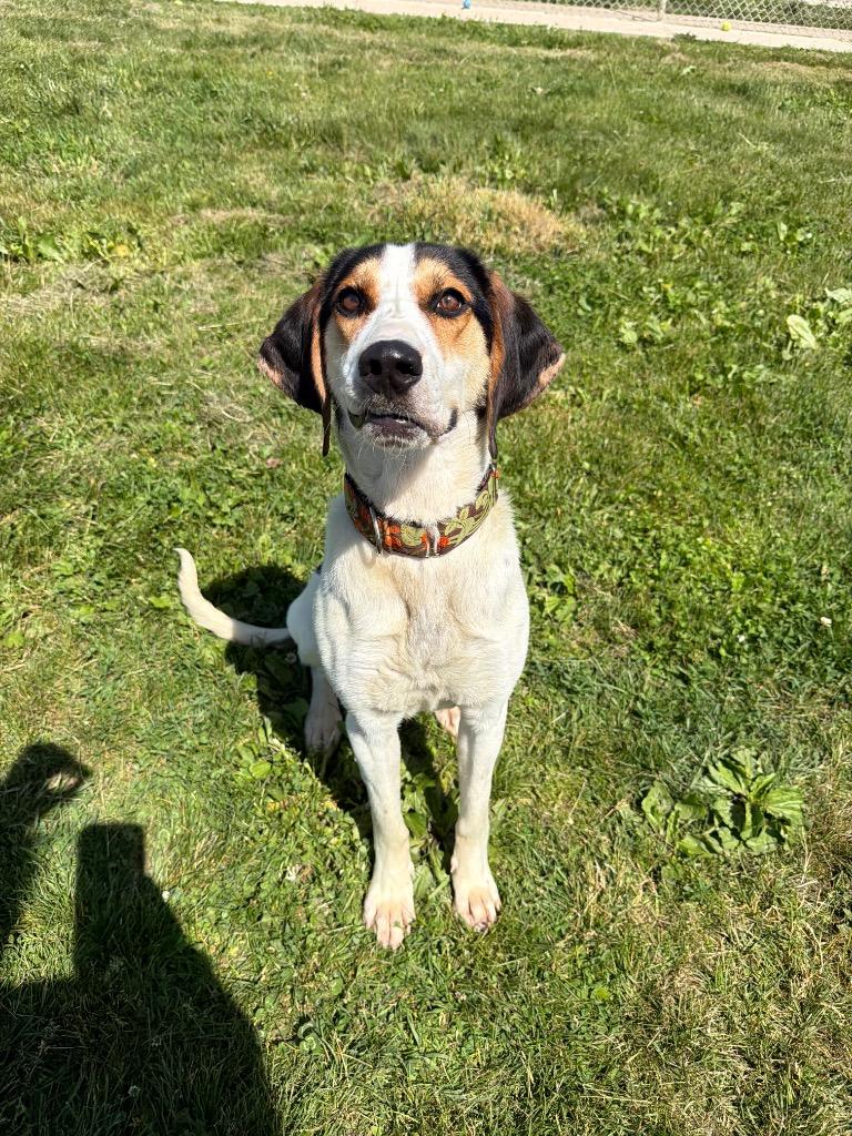 Maven, Adoptable, Young Female Treeing Walker Coonhound.