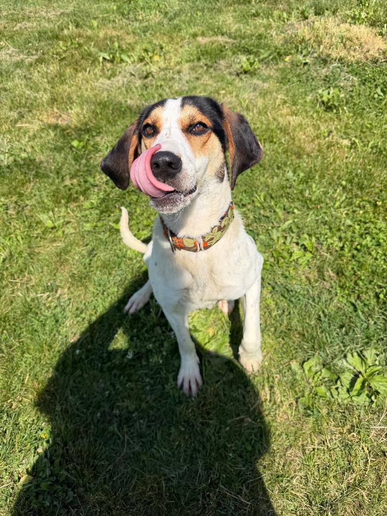 Maven, a Adoptable Treeing Walker Coonhound in Pierceton, IN image 2/6