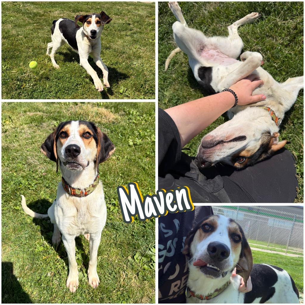 Maven, a Adoptable Treeing Walker Coonhound in Pierceton, IN image 3/6