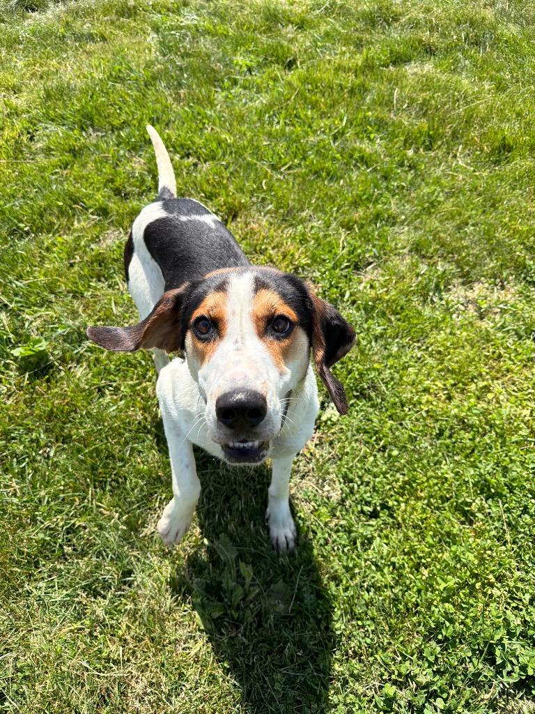 Maven, a Adoptable Treeing Walker Coonhound in Pierceton, IN image 4/6