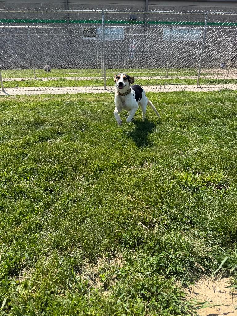 Maven, a Adoptable Treeing Walker Coonhound in Pierceton, IN image 5/6