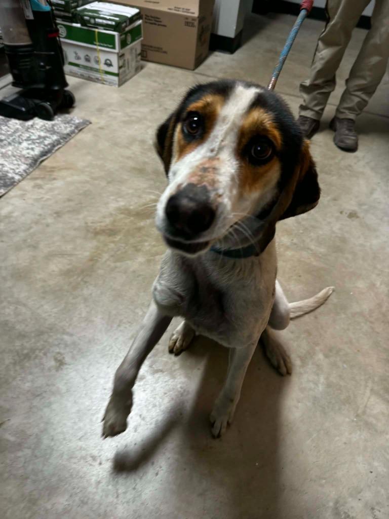 Maven, a Adoptable Treeing Walker Coonhound in Pierceton, IN image 6/6