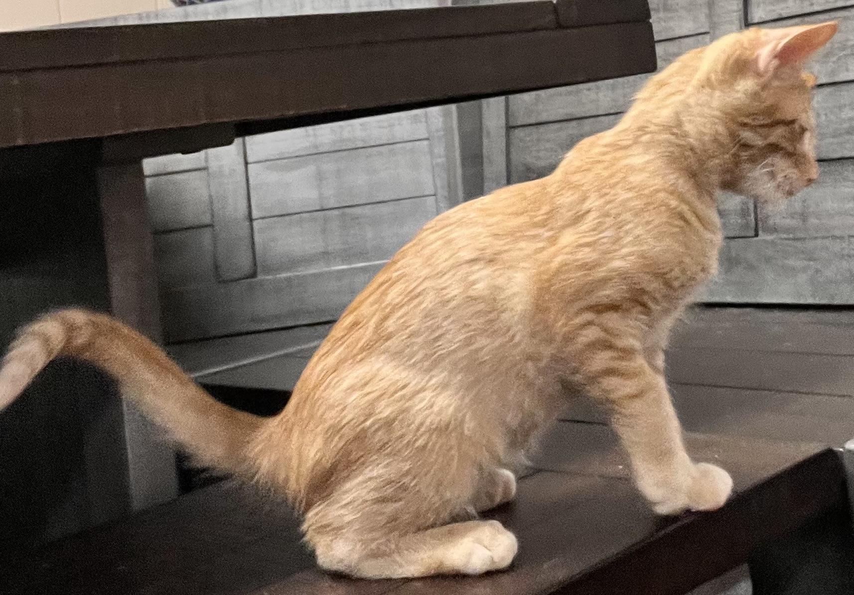 Enlarge Flicker (Jess-fostered in New England), an adopted Tabby in Warwick, RI image 3/4