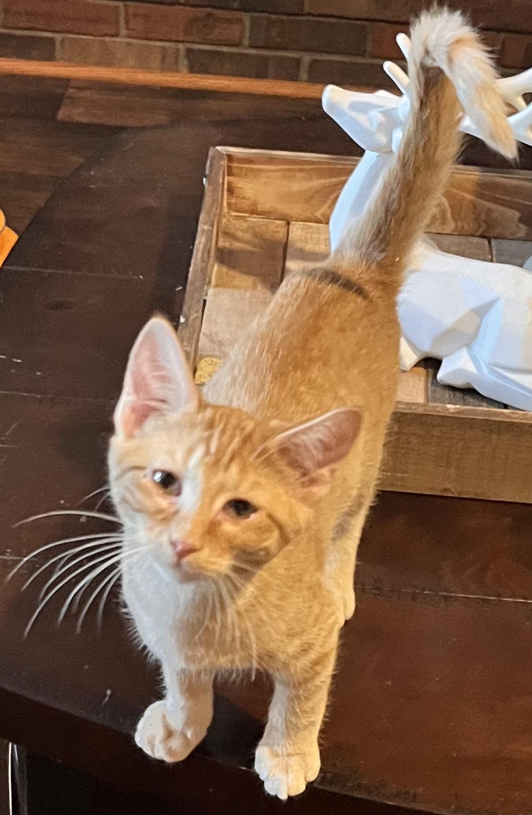 Enlarge Flicker (Jess-fostered in New England), an adopted Tabby in Warwick, RI image 4/4