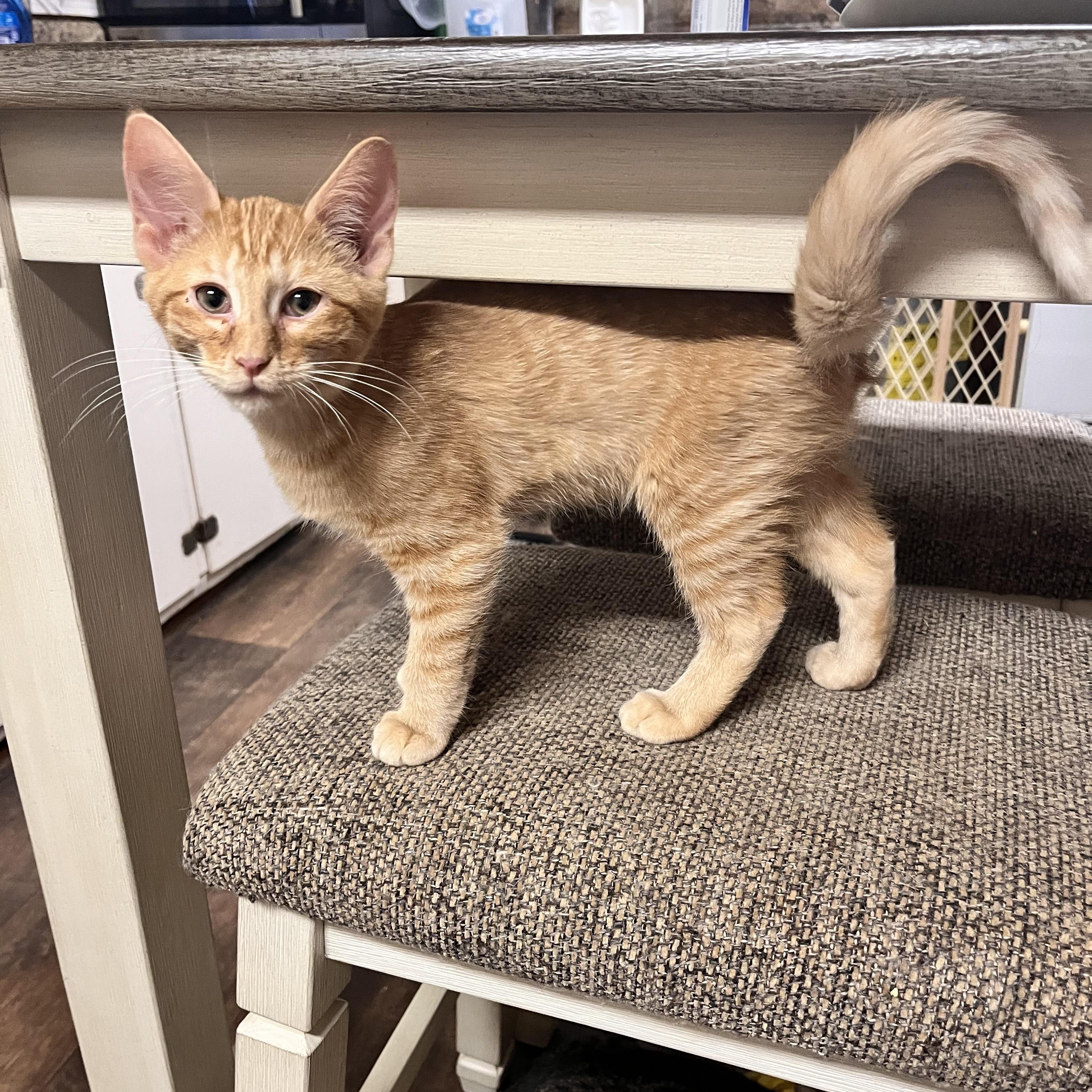 Enlarge Flicker (Jess-fostered in New England), an adopted Tabby in Warwick, RI image 2/4