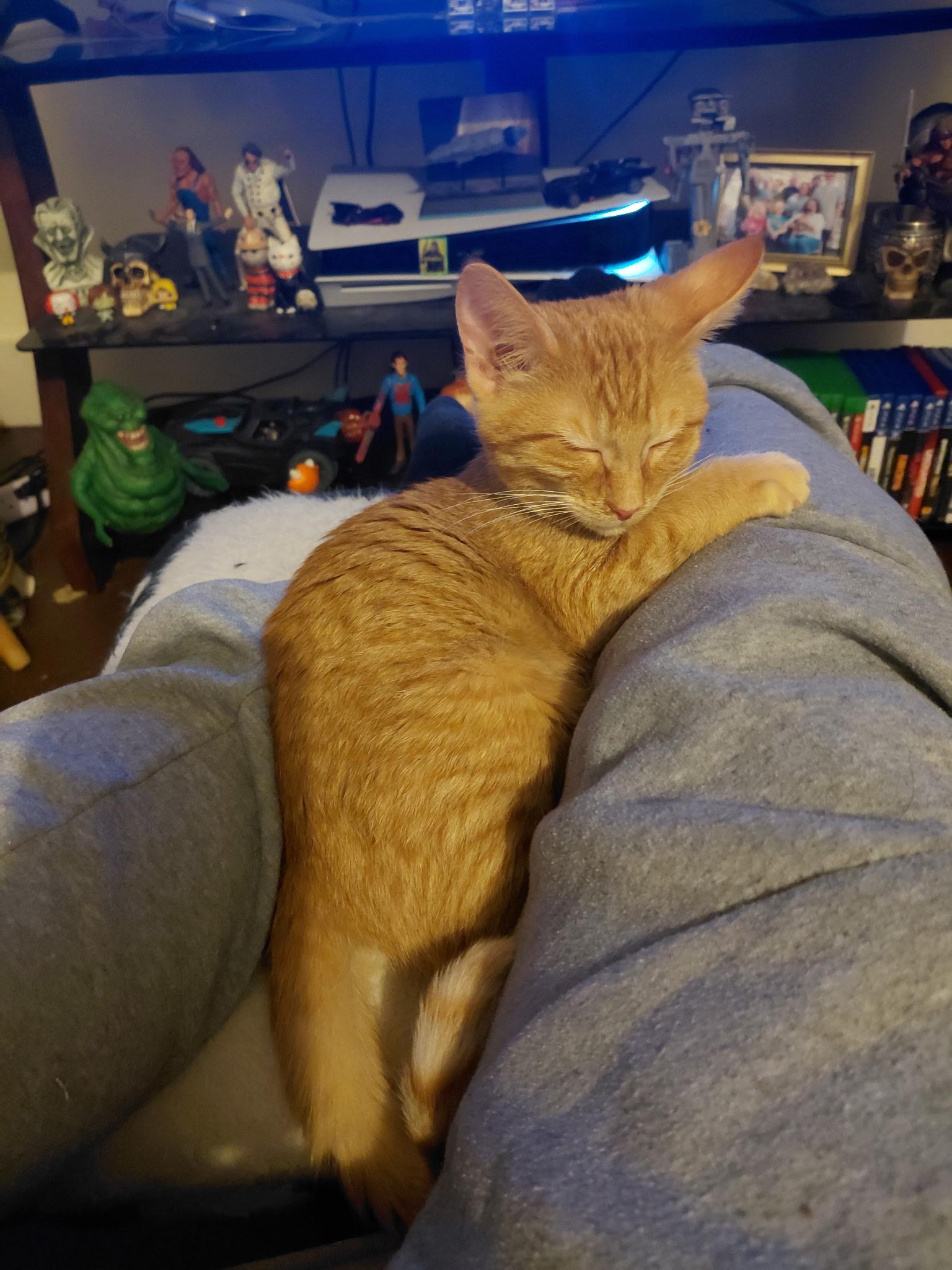 Flicker (Jess-fostered in New England), adopted, Young Male Tabby.