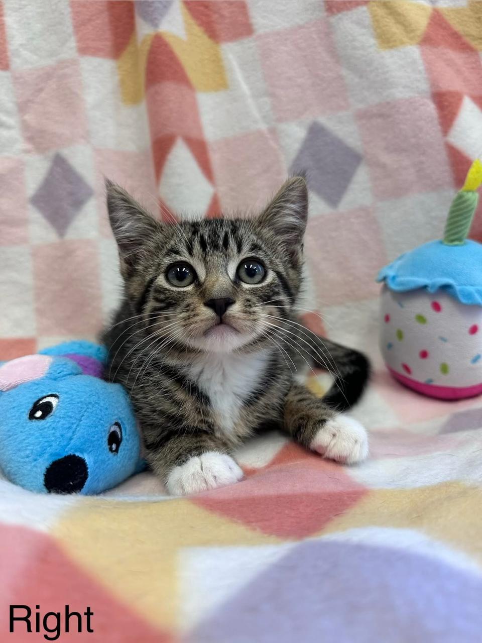 Right - Direction Kitten - Brother of Down, Left and Up, adopted, Young Male Domestic Short Hair.