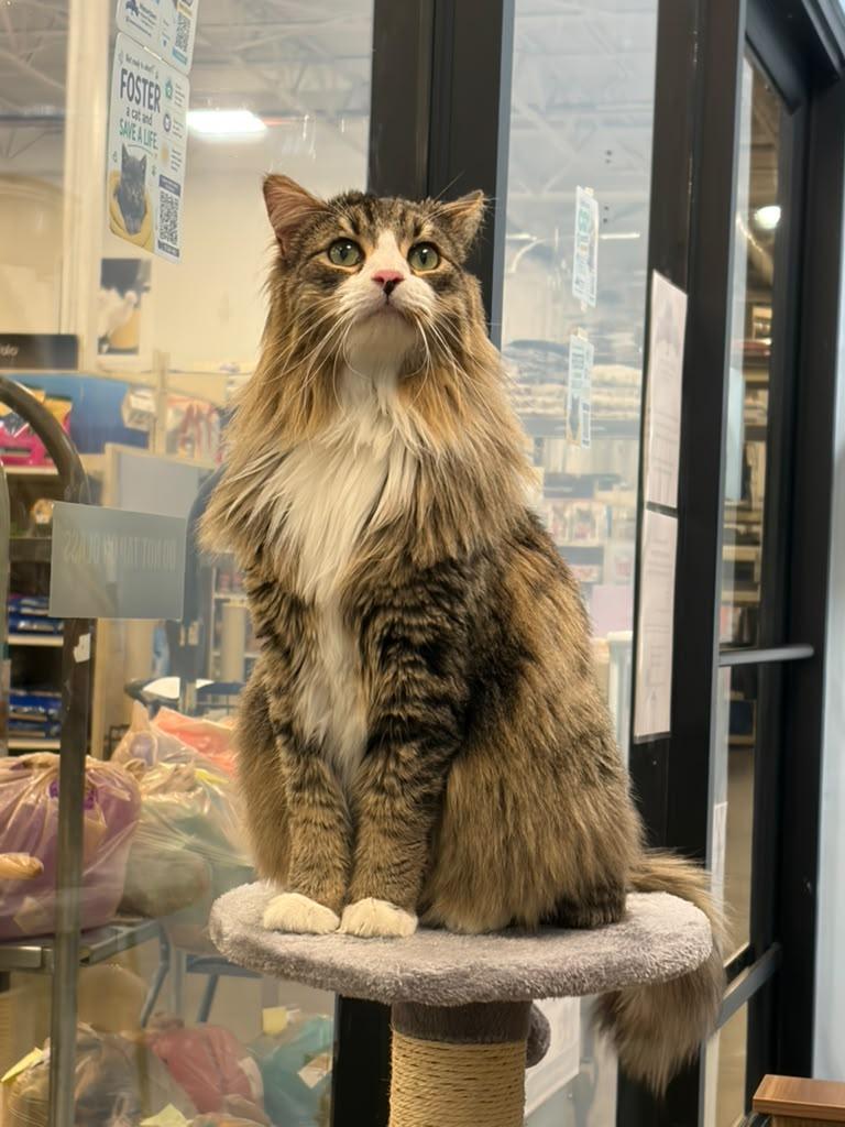 Owl, an adopted Domestic Long Hair in Fort Worth, TX image 2/5