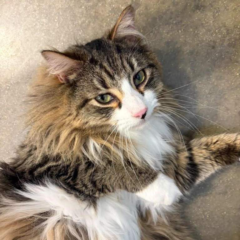 Owl, an adopted Domestic Long Hair in Fort Worth, TX image 1/5