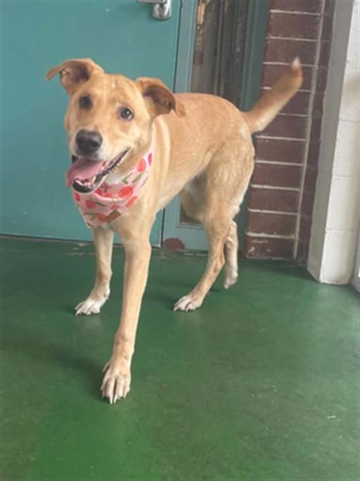 Enlarge LACEY, a Adoptable mixed breed in Wilmington, NC image 1/1