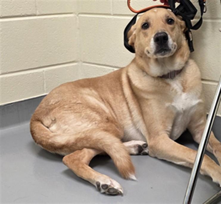 LACEY, Adoptable, Adult Female Labrador Retriever & Mixed Breed.