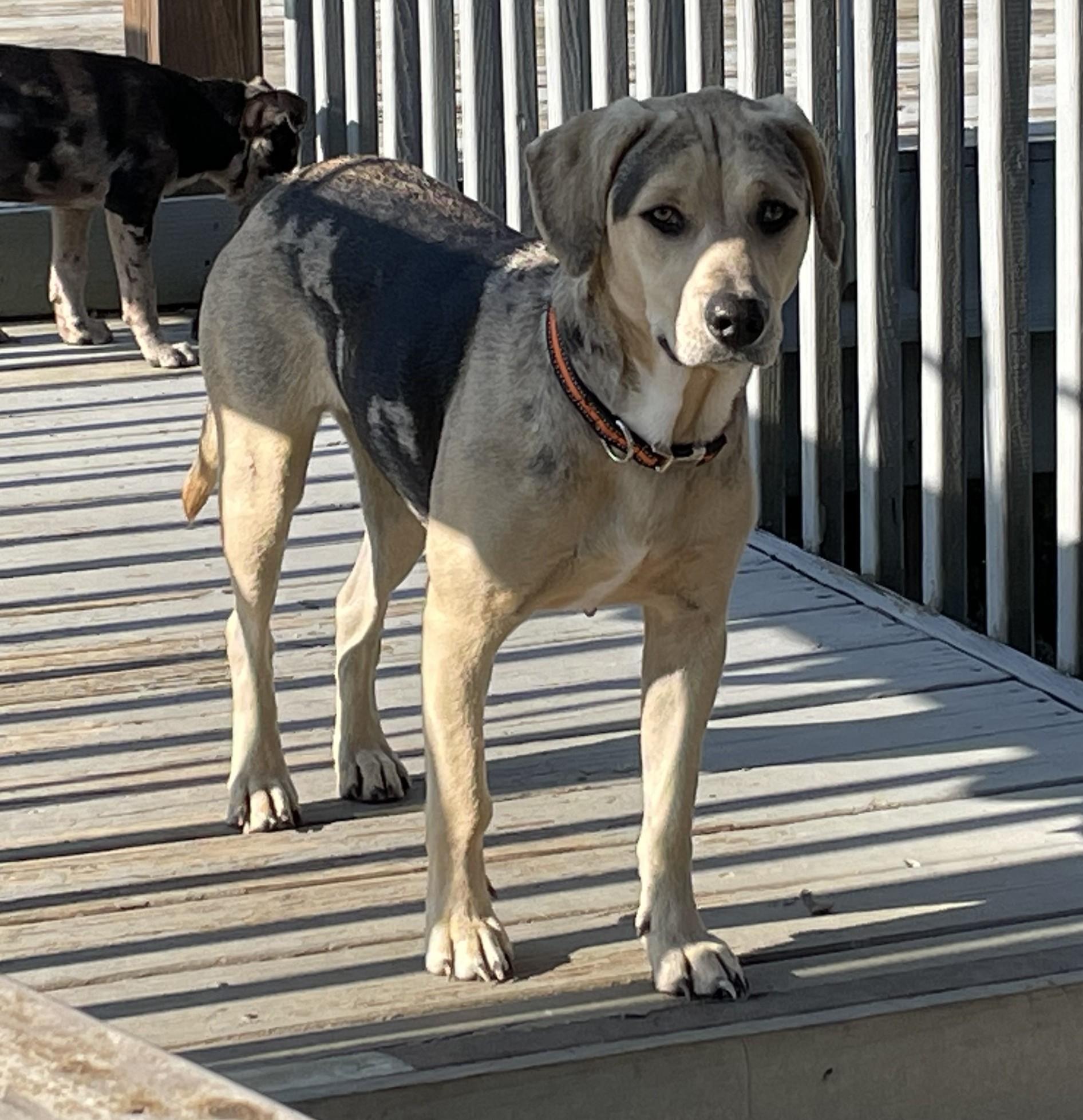Mara, a Adoptable mixed breed in Knoxville, TN image 2/5