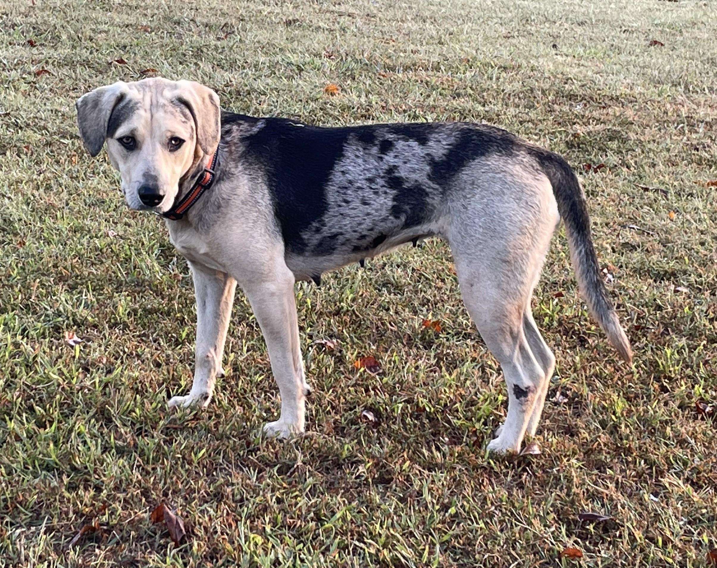 Mara, a Adoptable mixed breed in Knoxville, TN image 5/5