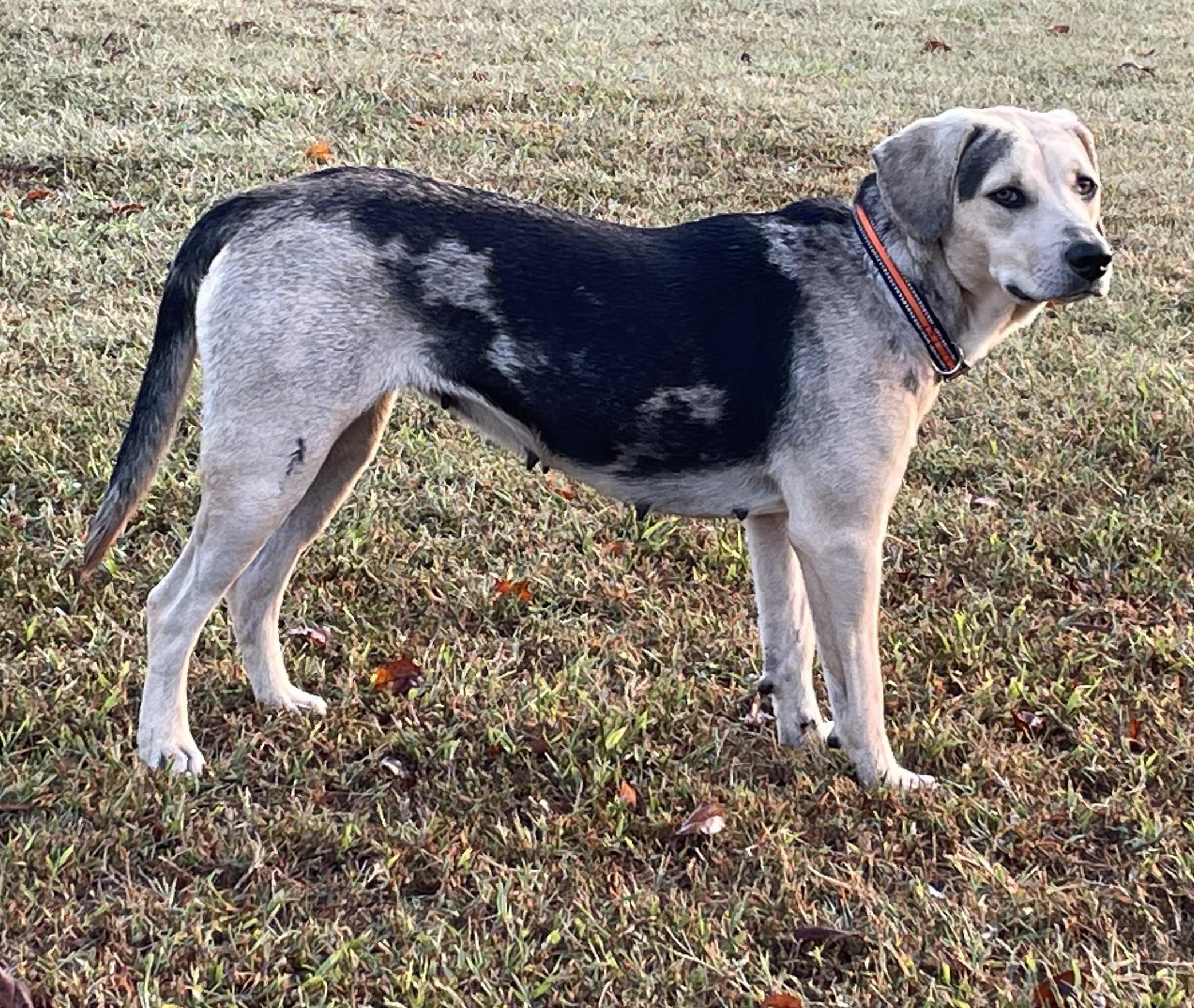 Mara, Adoptable, Adult Female Catahoula Leopard Dog & Australian Shepherd.