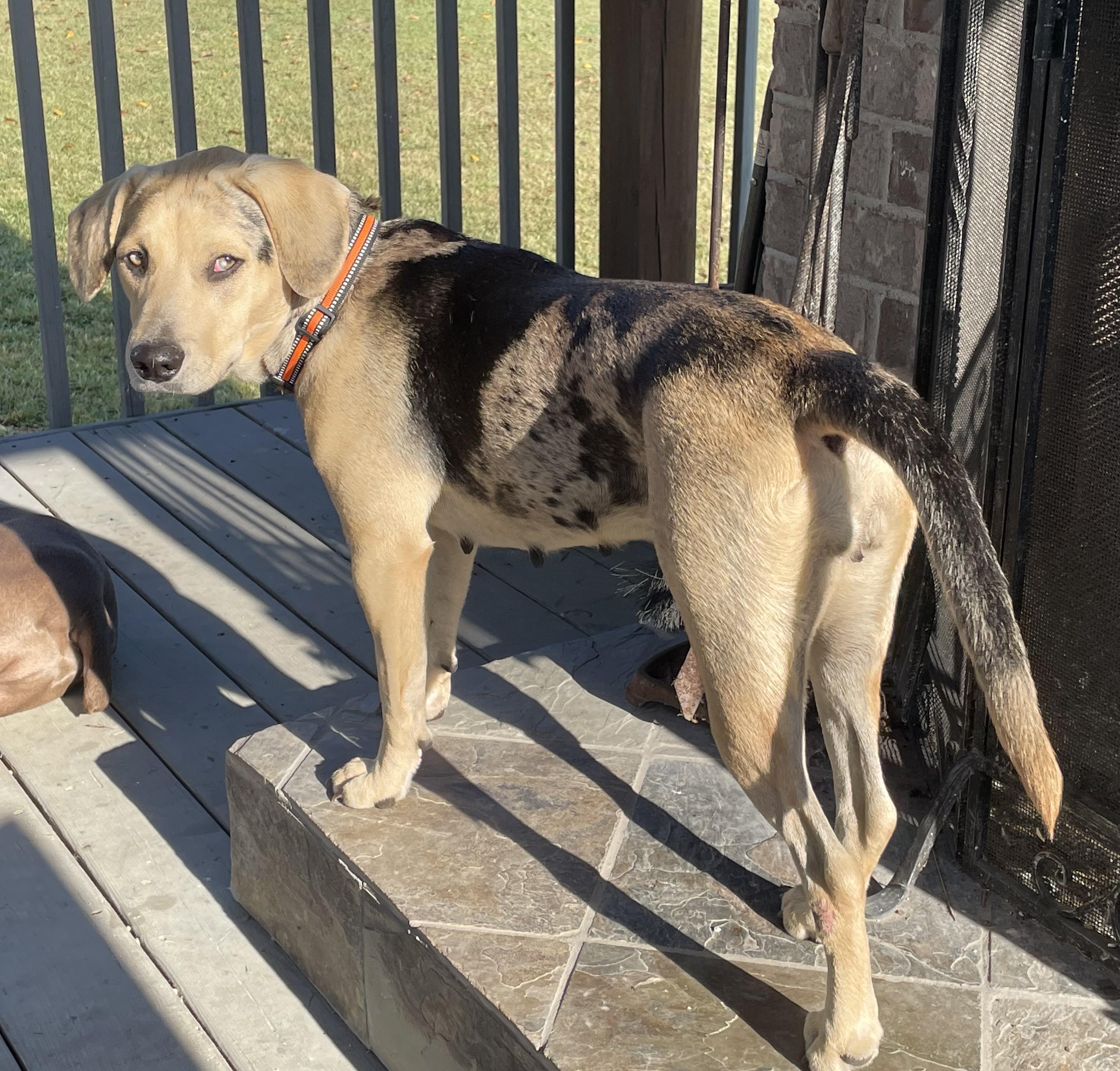 Mara, a Adoptable mixed breed in Knoxville, TN image 3/5