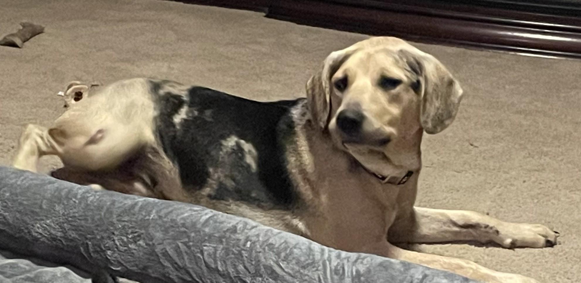 Piper