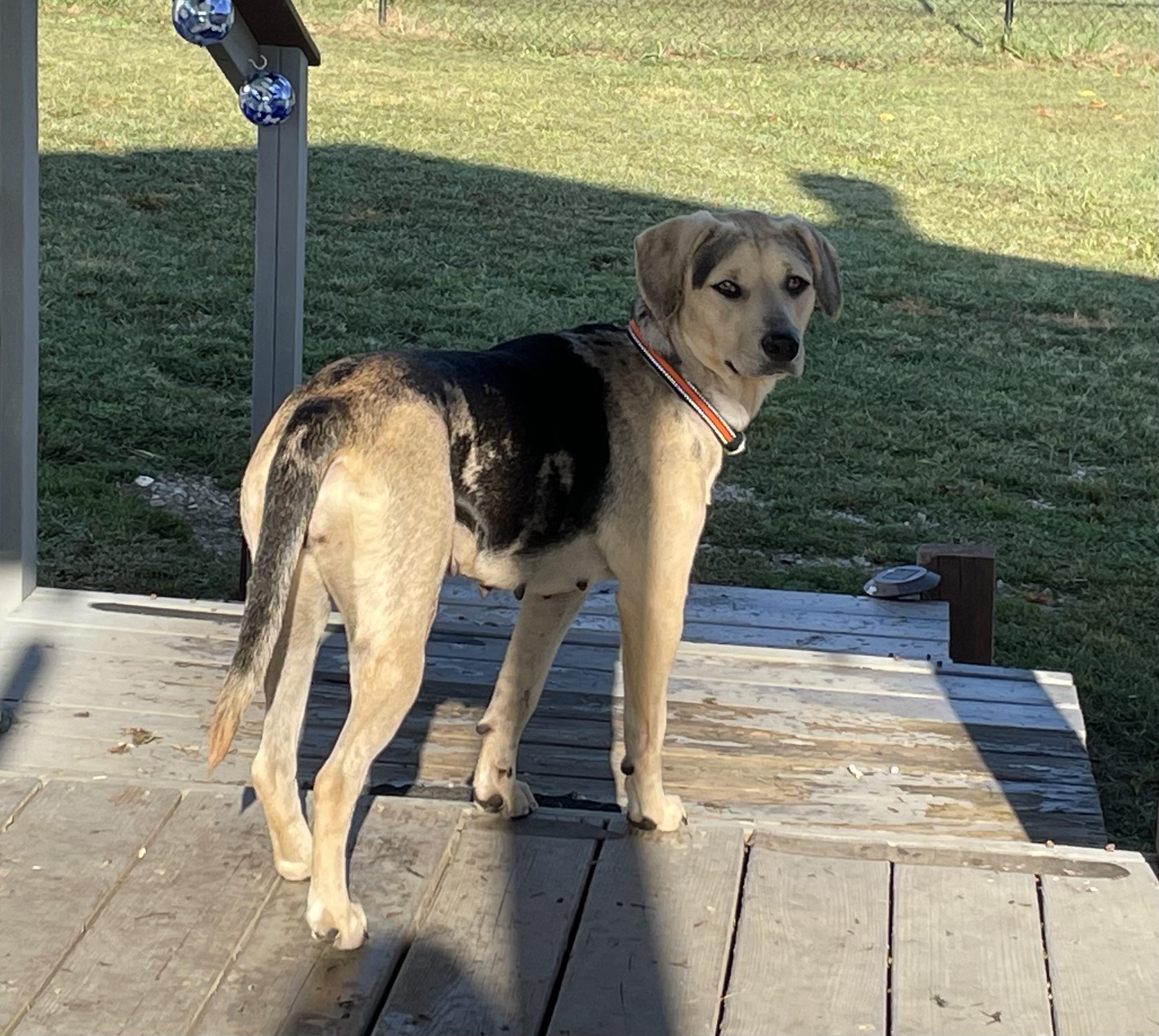 Mara, a Adoptable mixed breed in Knoxville, TN image 4/5