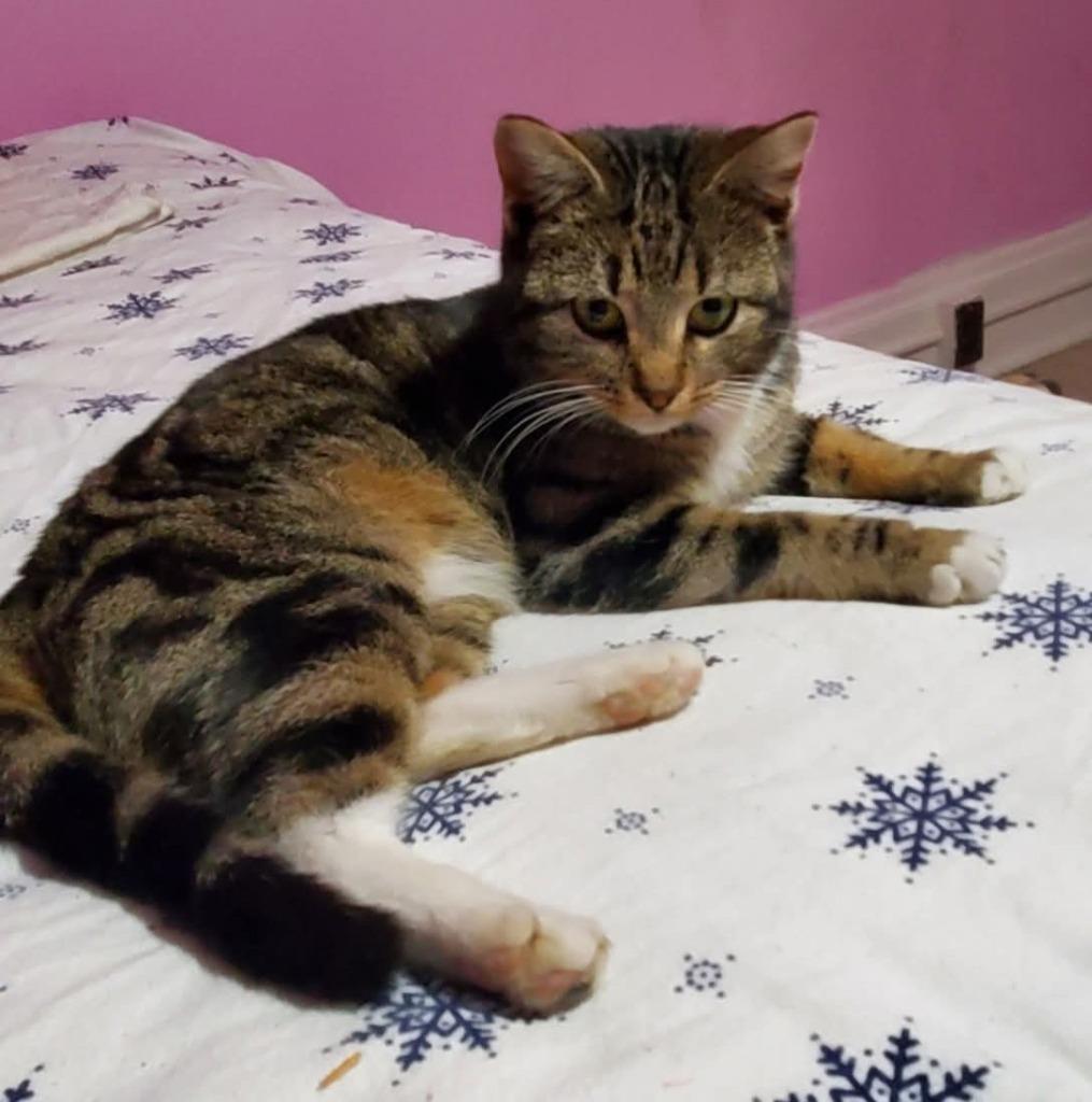 Enlarge Mitzi, a Adopted mixed breed in Brainardsville, NY image 1/2