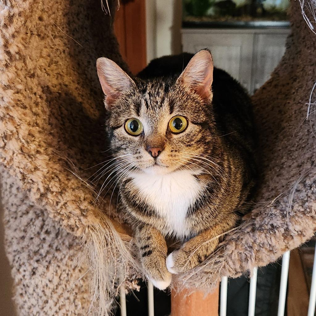 Enlarge Mitzi, a Adopted mixed breed in Brainardsville, NY image 2/2