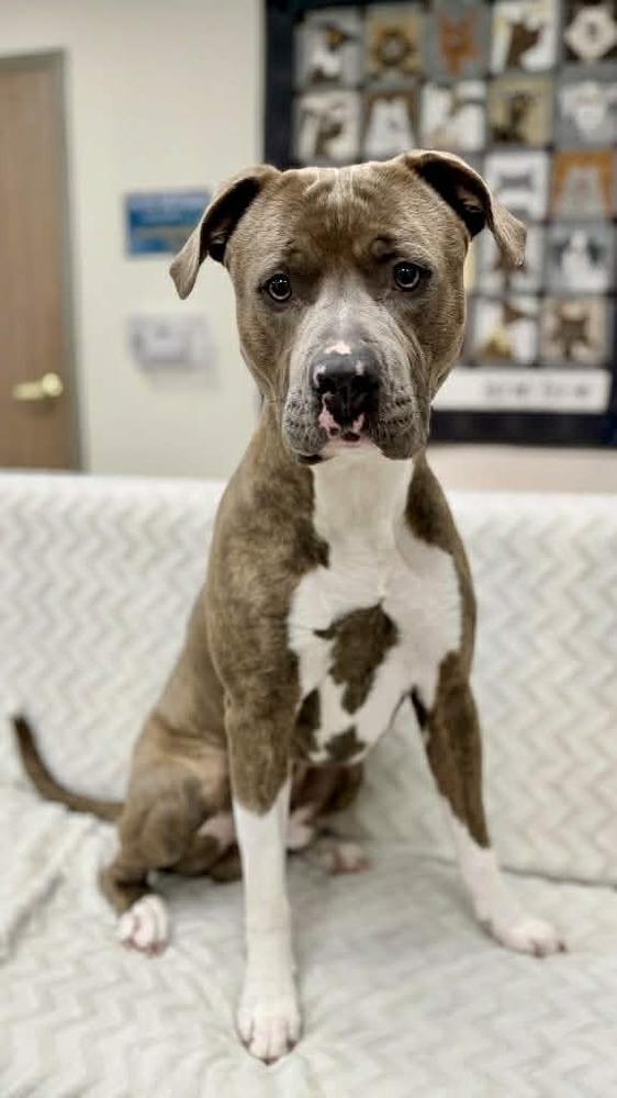 Enlarge Truman, a Adoptable mixed breed in Grand Rapids, MI image 1/3