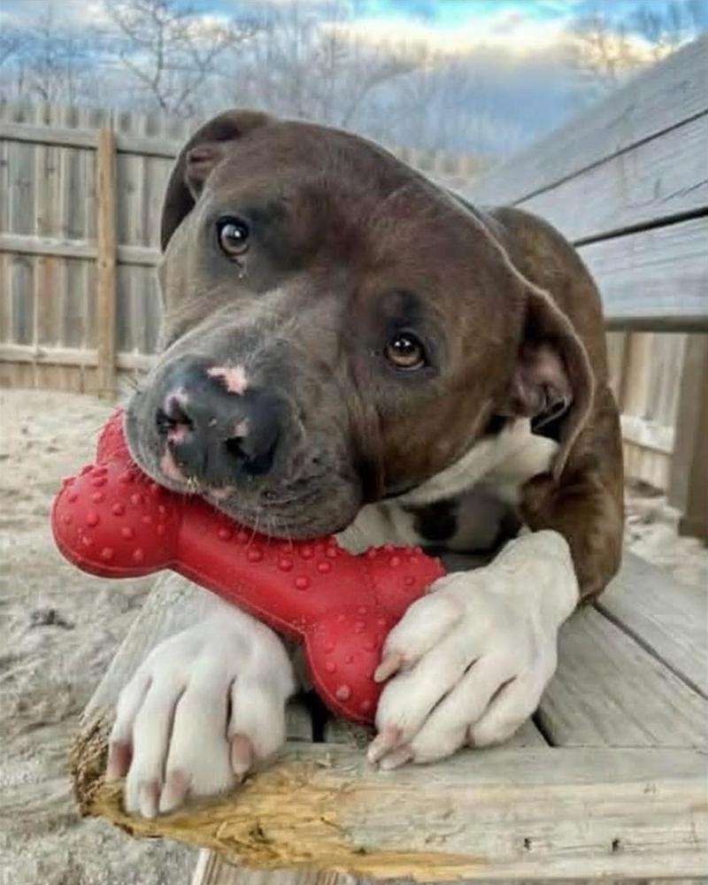 Enlarge Truman, a Adoptable mixed breed in Grand Rapids, MI image 2/3
