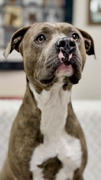 Enlarge Truman, a Adoptable mixed breed in Grand Rapids, MI image 3/3