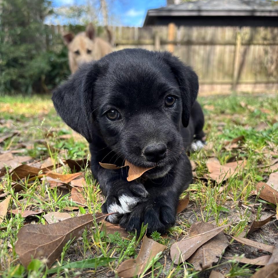 Cash, adopted, Puppy Male Labrador Retriever & Terrier.