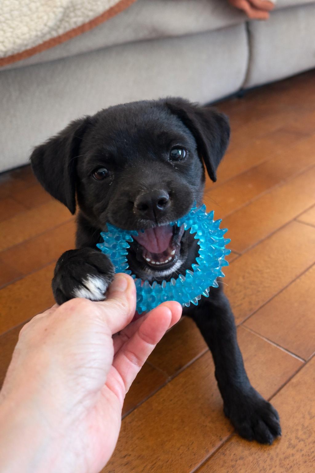 Enlarge Cash, an adopted mixed breed in Hartford , CT image 4/6