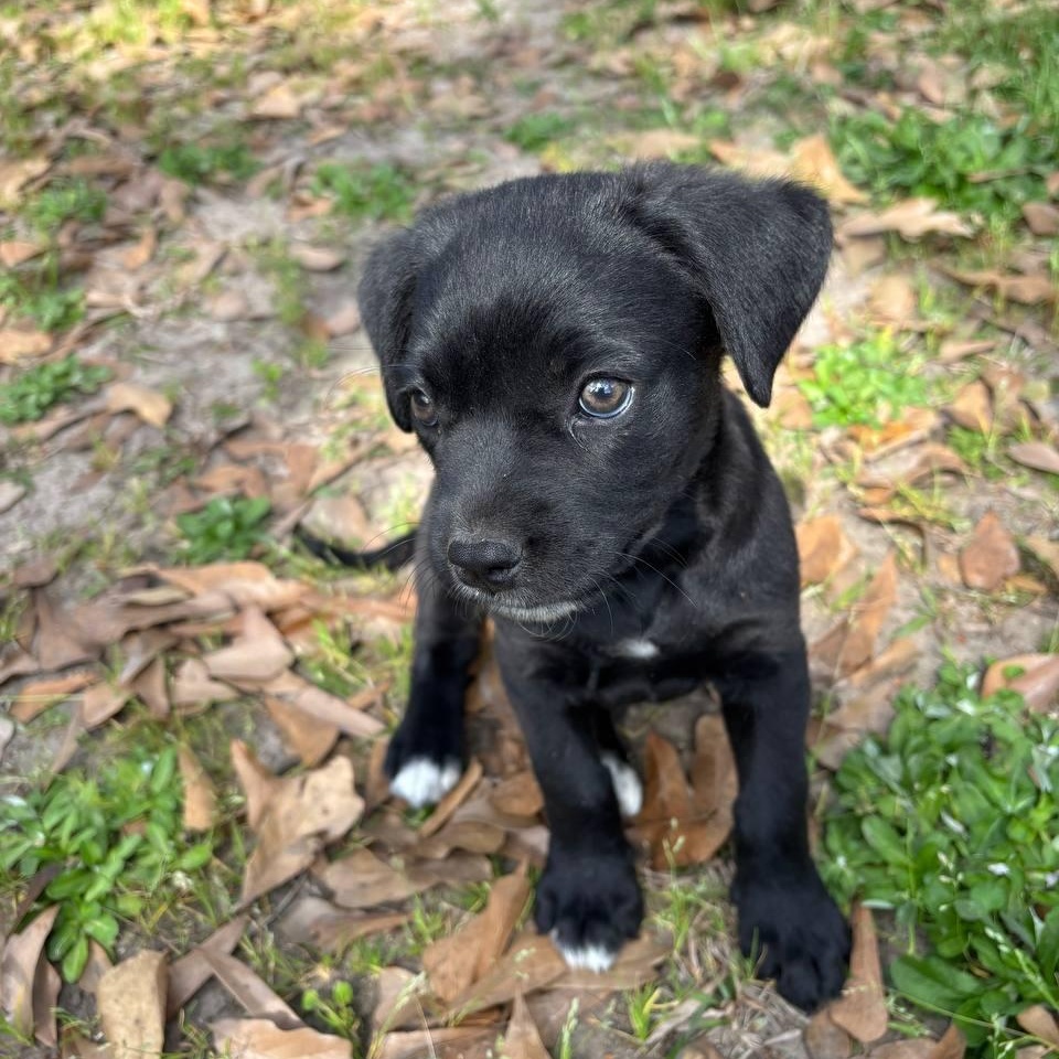 Enlarge Cash, an adopted mixed breed in Hartford , CT image 3/6
