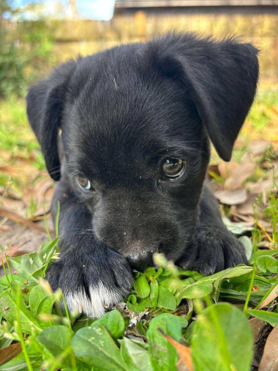 Enlarge Cash, an adopted mixed breed in Hartford , CT image 2/6