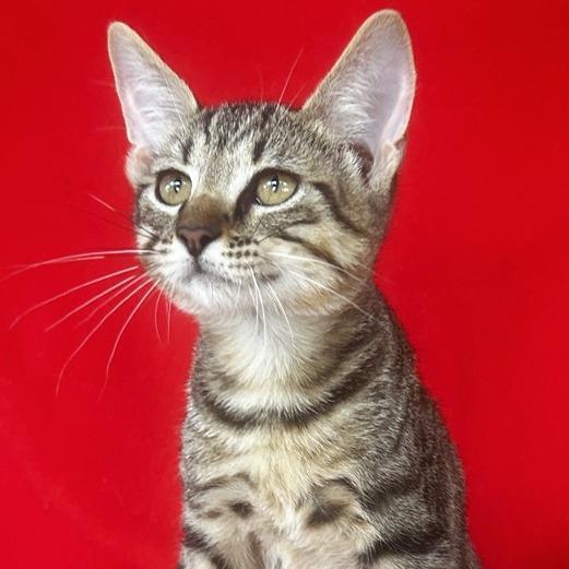 Billy Flynn, Adoptable, Kitten Male Domestic Short Hair.