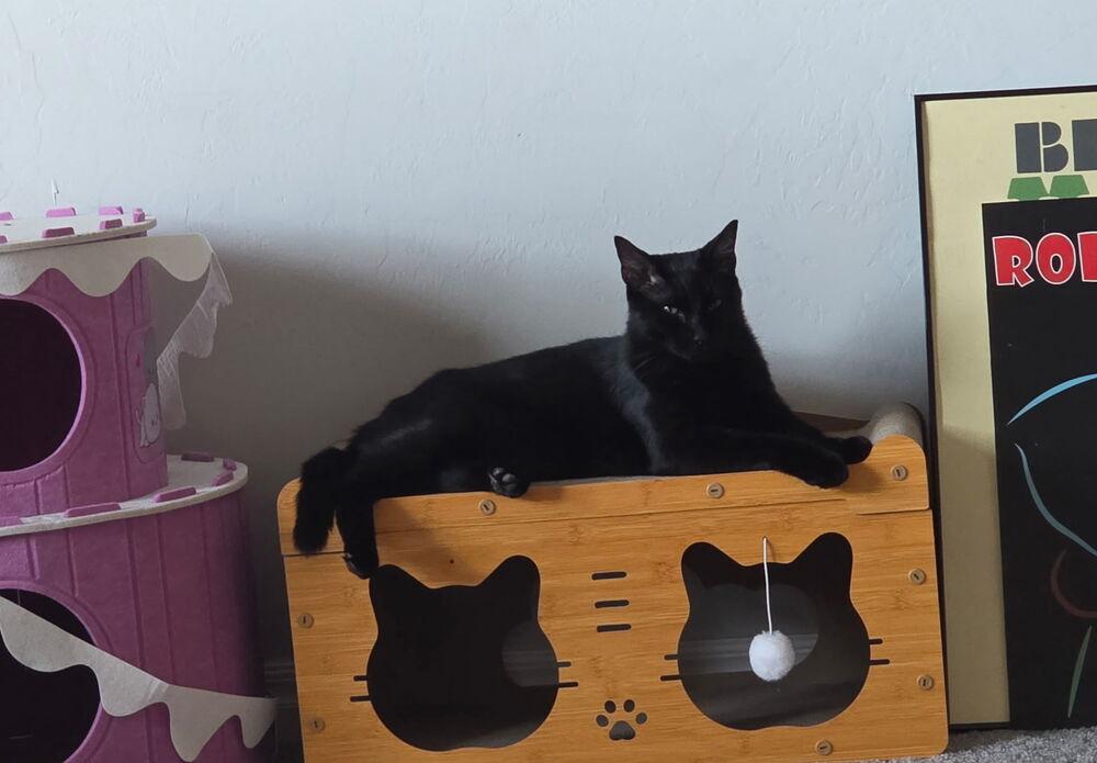 Marilyn ( Marilyn, Monroe and Pilot trio), Adoptable, Adult Female Domestic Short Hair.