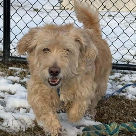 Mello, ADOPTABLE, Adult Male Labradoodle.