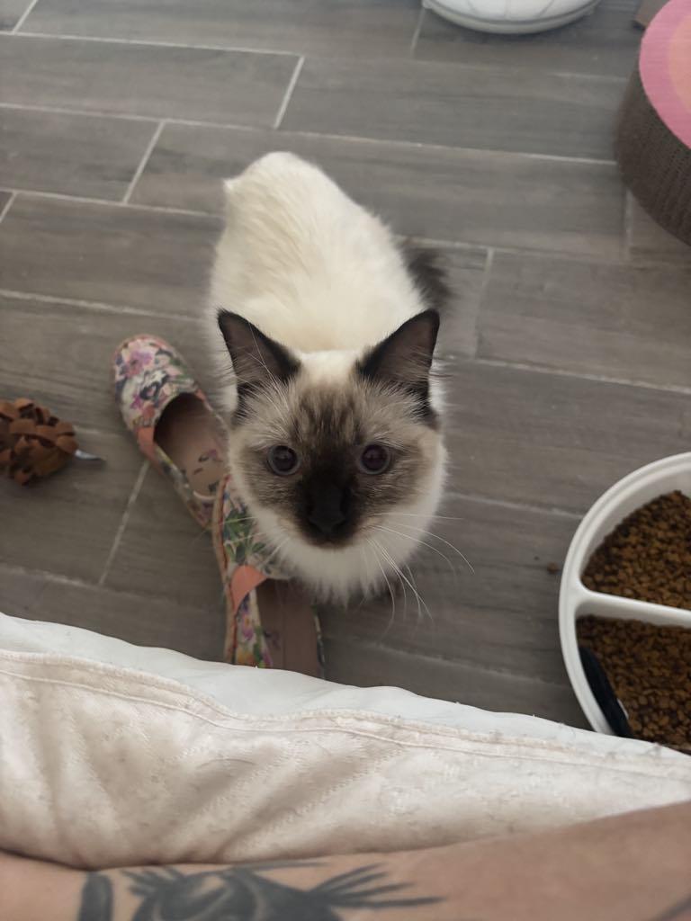 Enlarge Nessa, a Adopted mixed breed in Sierra Vista, AZ image 2/5