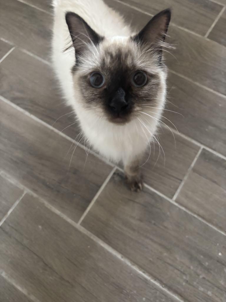 Enlarge Nessa, a Adopted mixed breed in Sierra Vista, AZ image 3/5