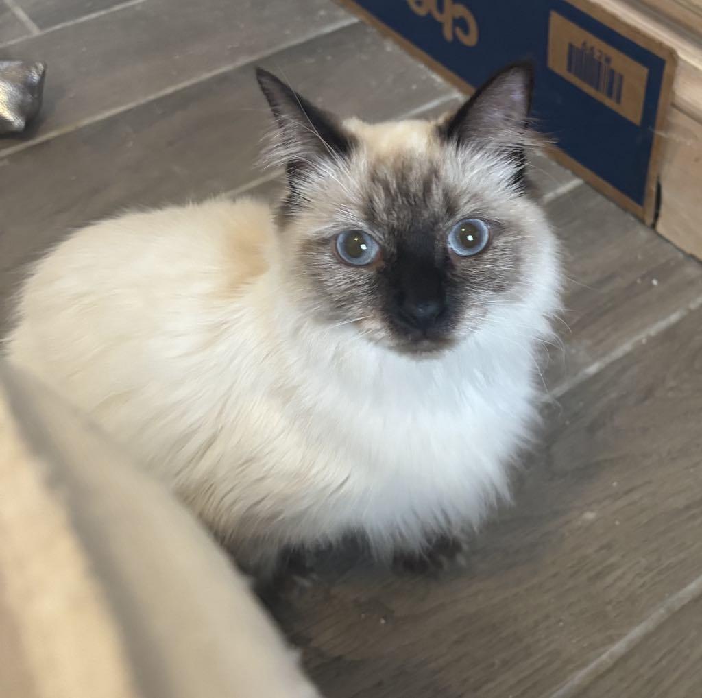 Nessa, Adopted, Young Female Himalayan & Siamese.