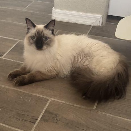 Enlarge Nessa, a Adopted mixed breed in Sierra Vista, AZ image 4/5