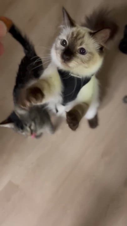 Enlarge Nessa, a Adopted mixed breed in Sierra Vista, AZ video 5/5