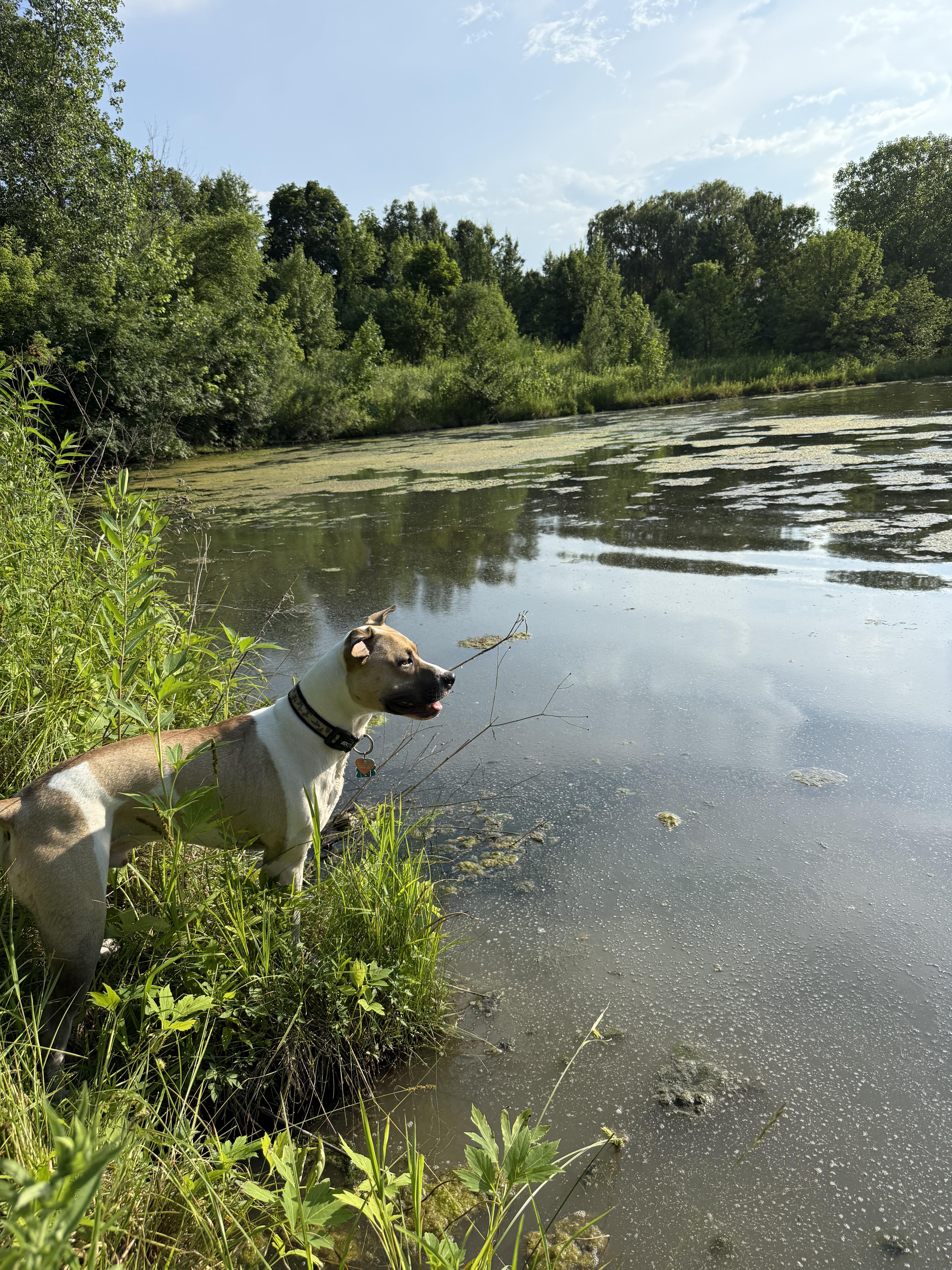 Albert, a Adoptable mixed breed in Batavia, IL image 2/5