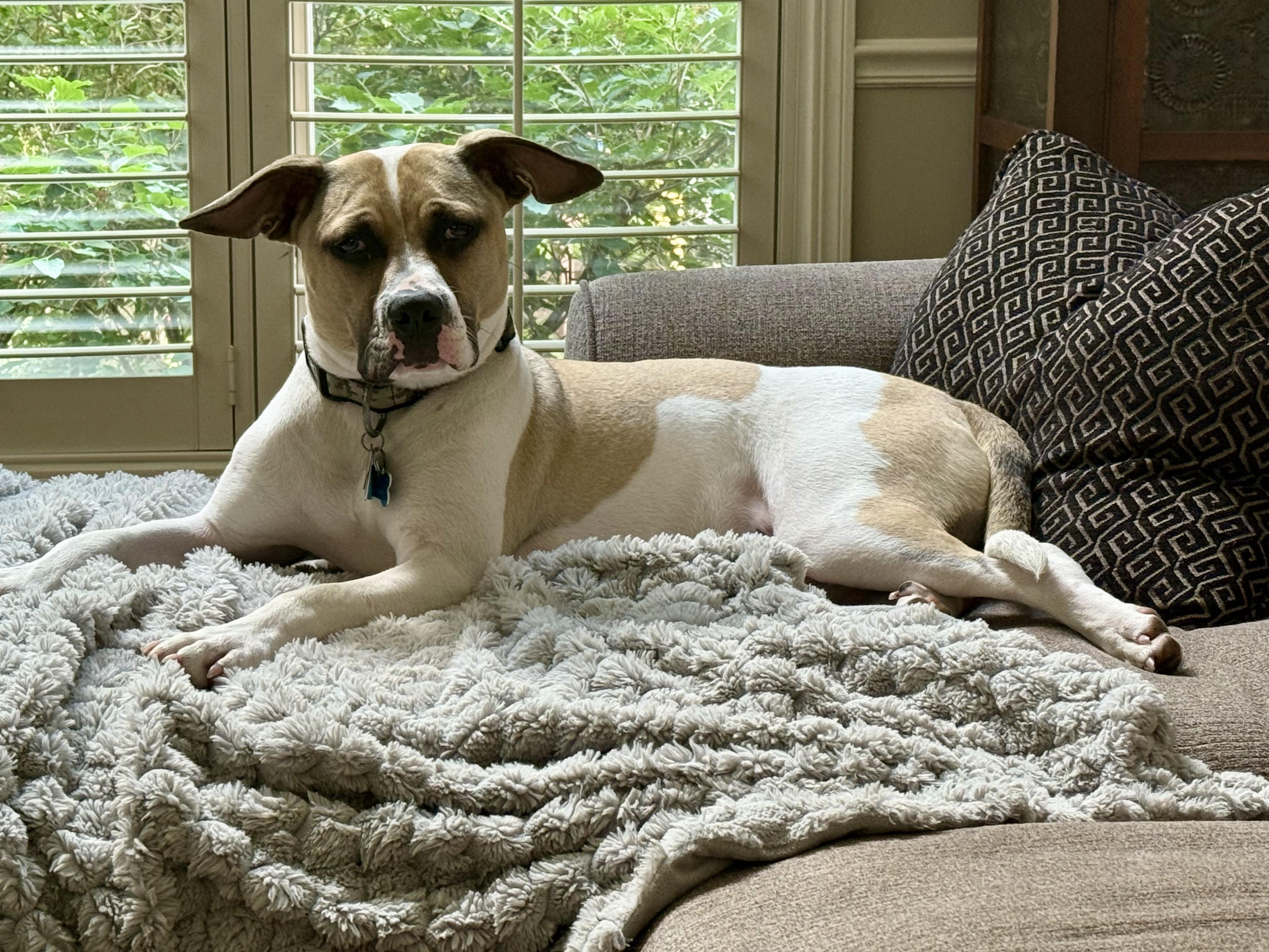 Albert, a Adoptable mixed breed in Batavia, IL image 3/5