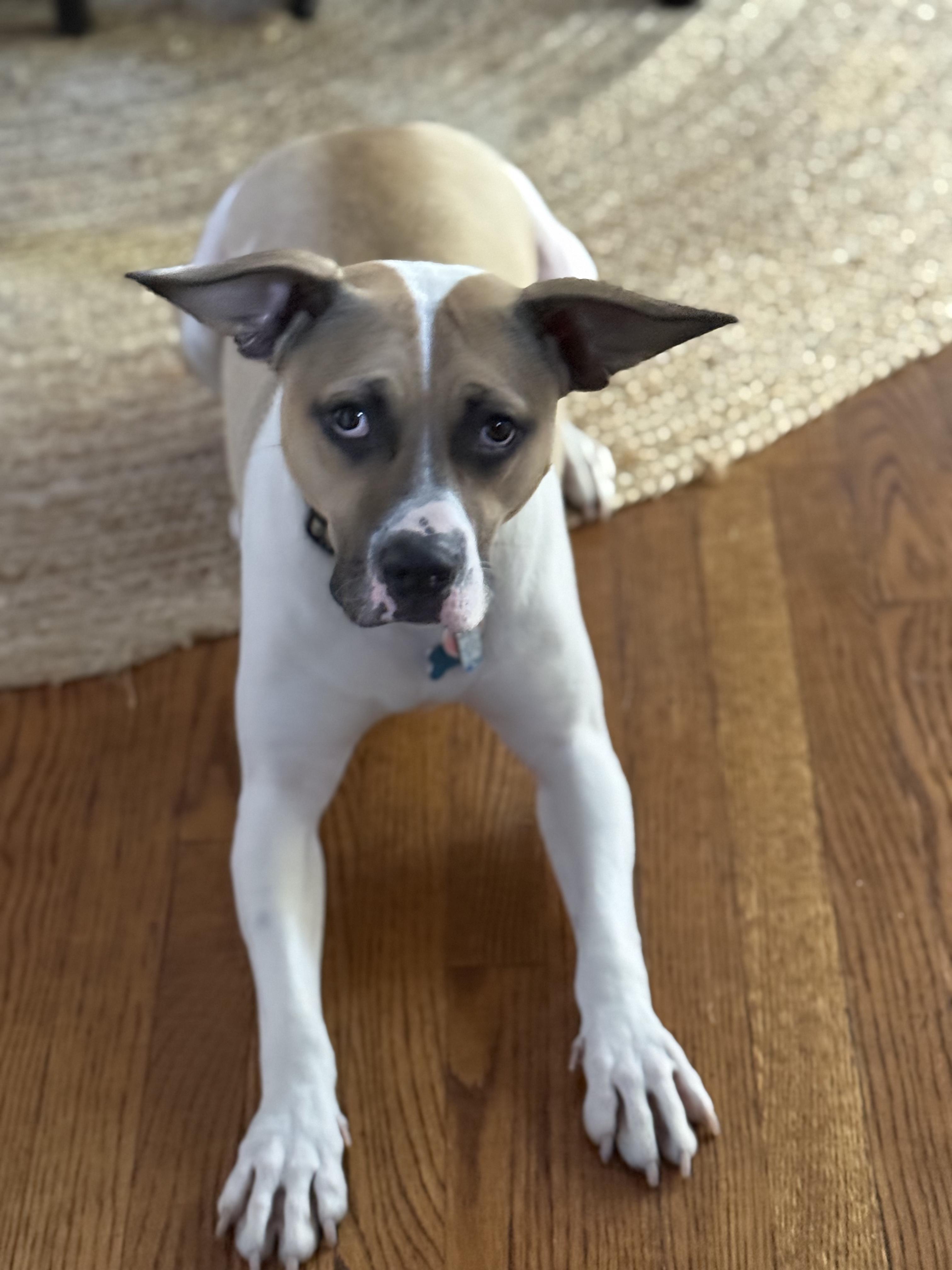 Albert, a Adoptable mixed breed in Batavia, IL image 4/5