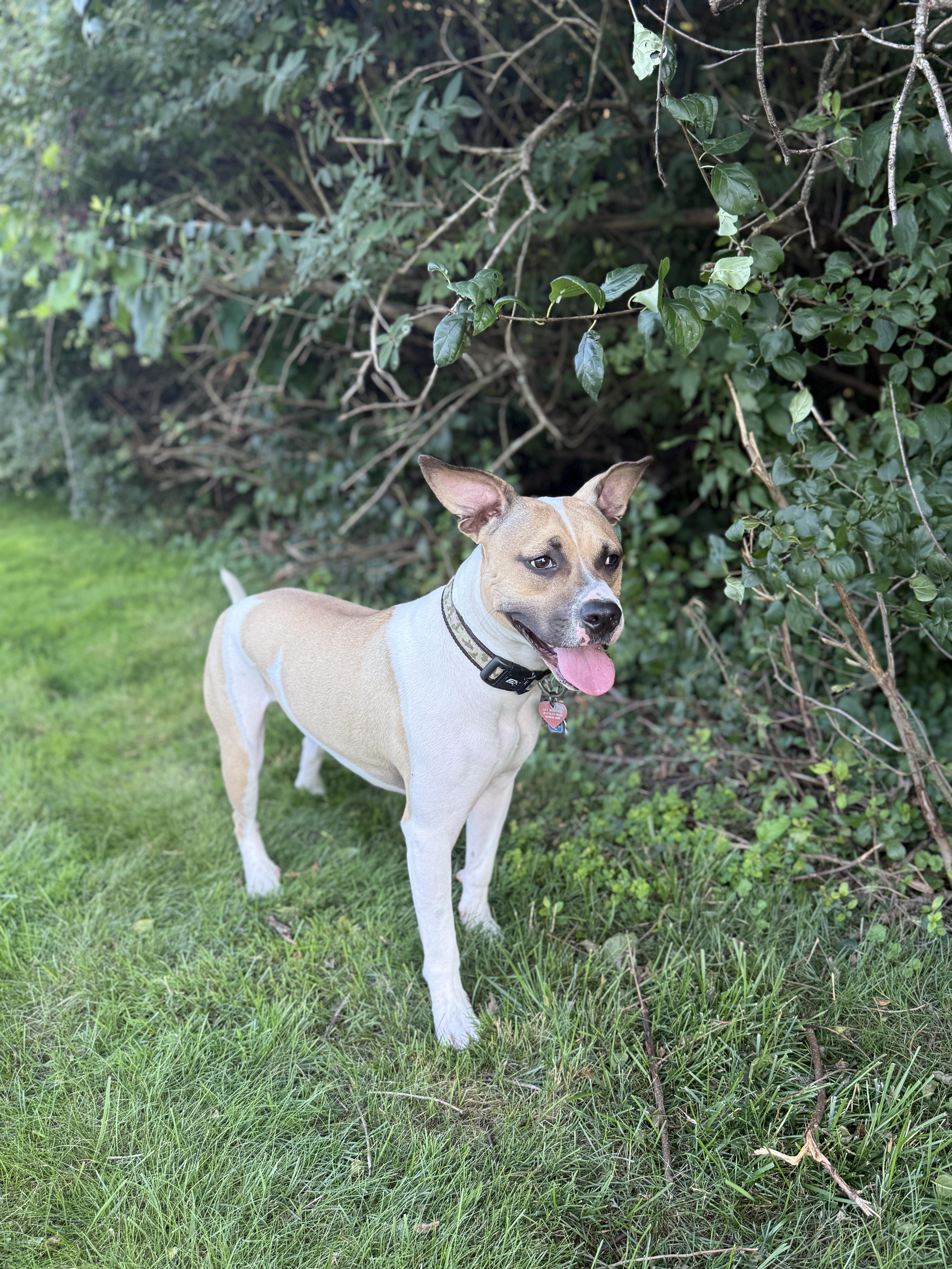 Albert, a Adoptable mixed breed in Batavia, IL image 5/5