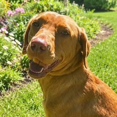 Enlarge Bella, an adopted mixed breed in Jay, NY image 1/6