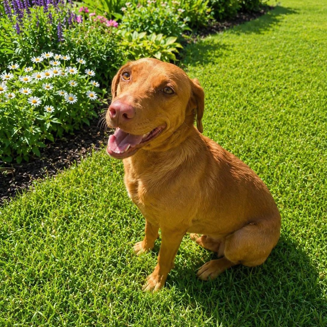 Enlarge Bella, an adopted mixed breed in Jay, NY image 5/6
