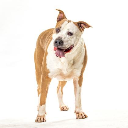 Rusty, Adoptable, Adult Male Pit Bull Terrier.