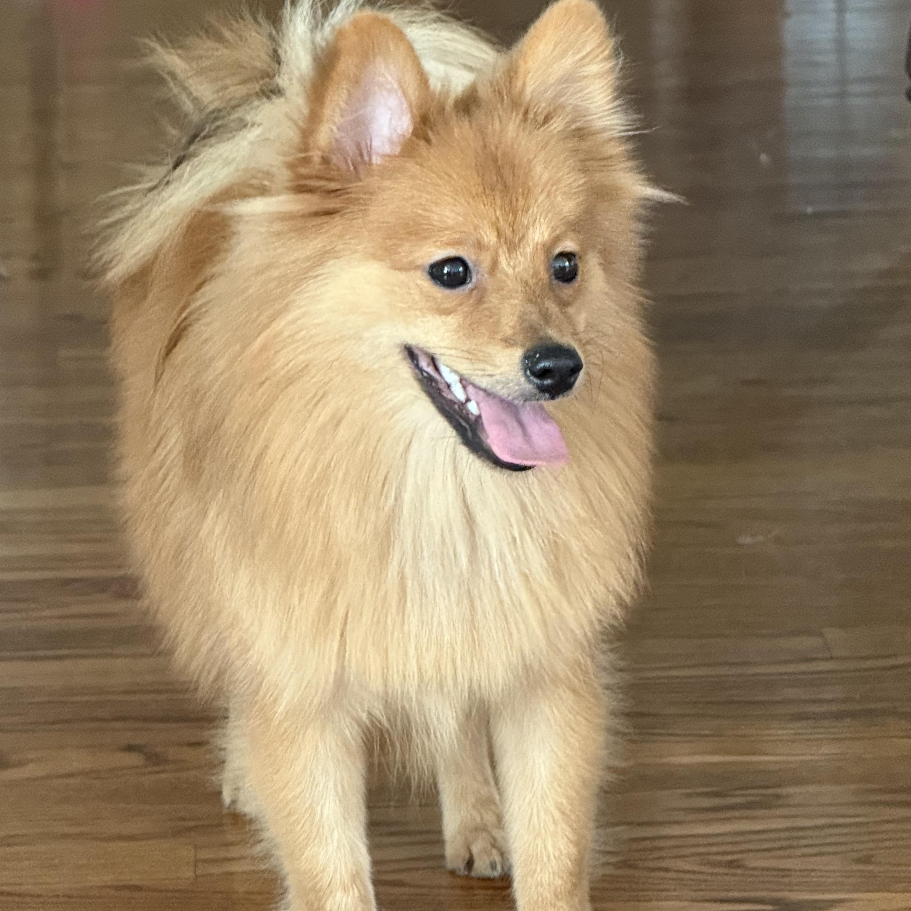 Mr. Love Bug Jimmy, a Adoptable Pomeranian image 1/4