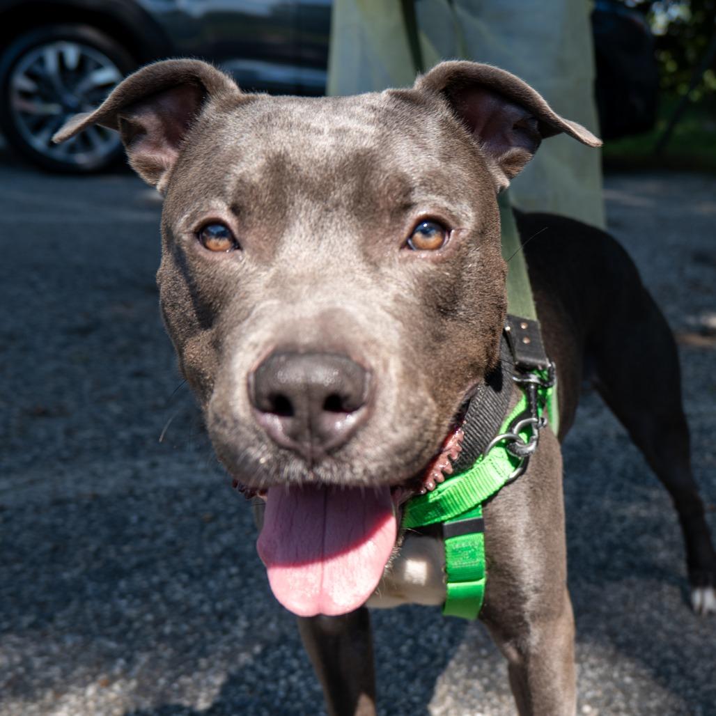 Arthur, Adoptable, Adult Male Pit Bull Terrier.