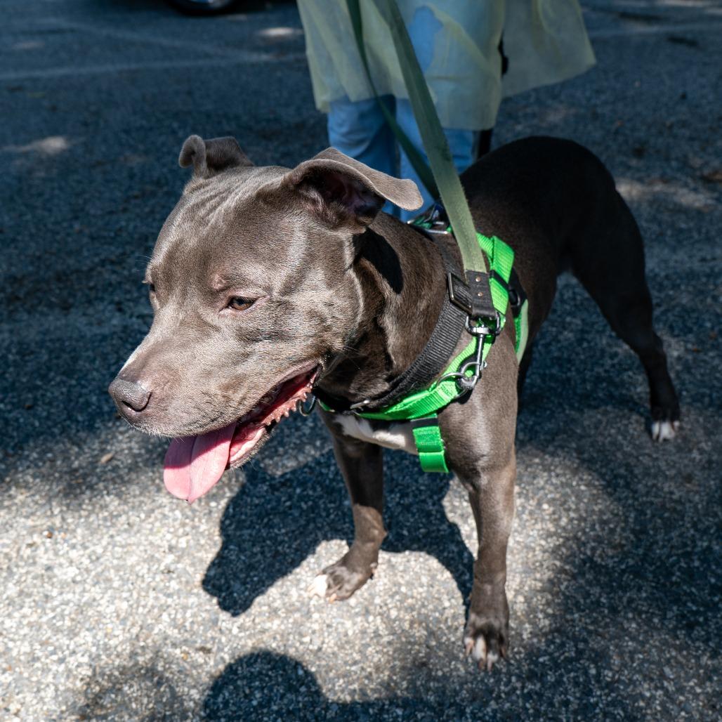 Enlarge Arthur, a Adoptable Pit Bull Terrier in Baltimore, MD image 2/6