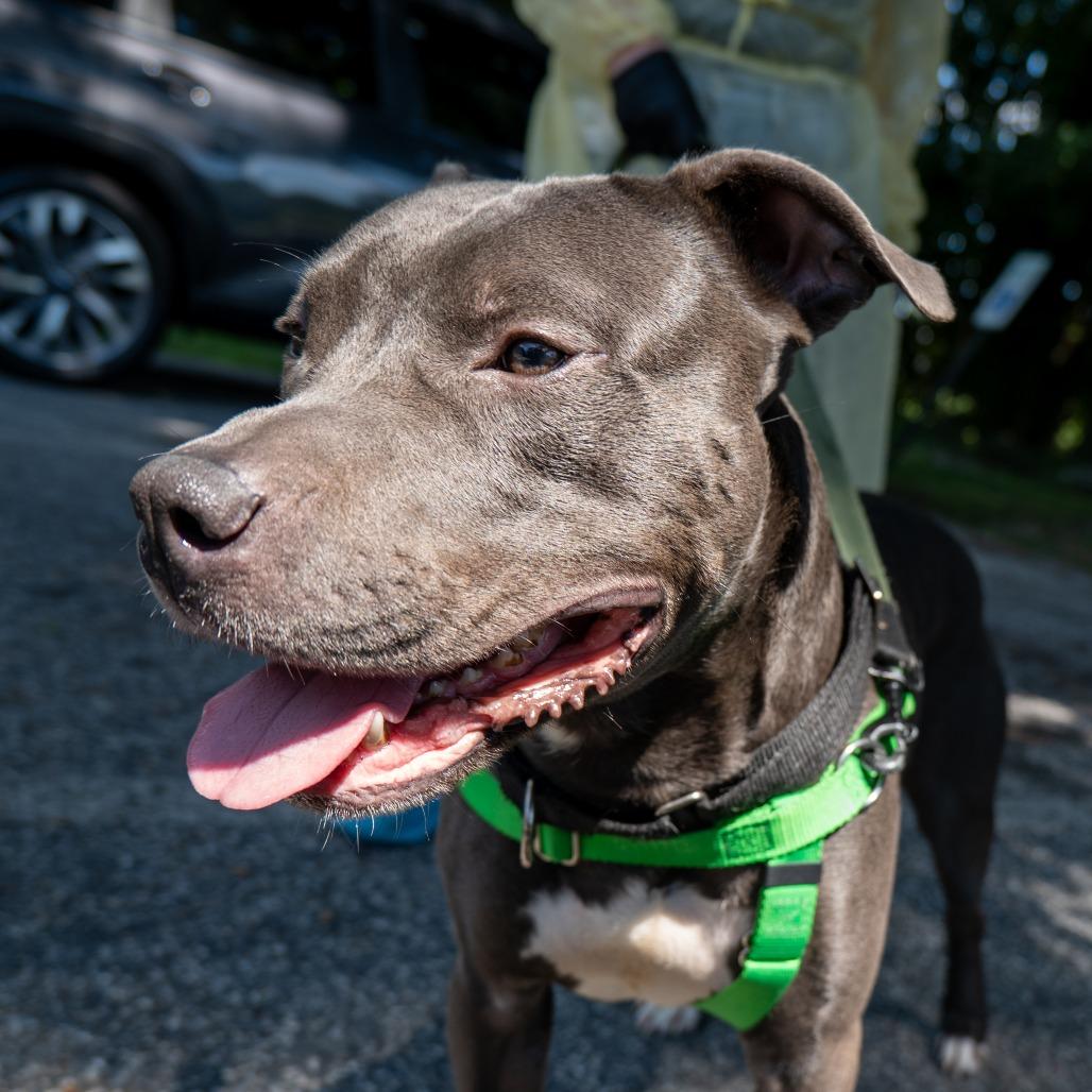 Enlarge Arthur, a Adoptable Pit Bull Terrier in Baltimore, MD image 3/6