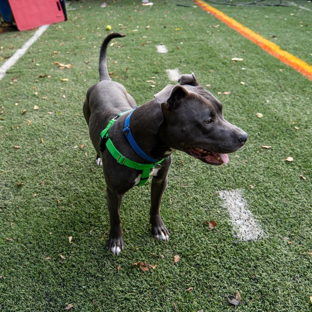 Enlarge Arthur, a Adoptable Pit Bull Terrier in Baltimore, MD image 4/6
